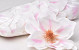 Magnolia D17cm Weiß/Rosa