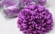 Chrysant Paars D19cm