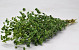 Bupleurum 65cm