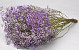Gypsophila Lila 70cm (25 Branches)
