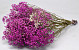 Gypsophila Pink 70cm (25 Branches)