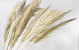 Pampas gras Mix Pluimen 10pcs