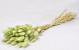 Bouquet Lagurus Vert Pastel 60cm