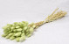 Lagurus  Pastel Green 60cm