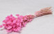 Lagurus Pink 60cm