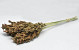 Sorghum 70cm Green