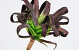 Foam Plant 25cm bruin-groen