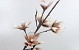 Foam Magnolia White/Mocca, D 18cm