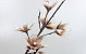 Magnolia en mousse Blanc/Mocca, D 18cm