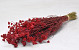 Lonas Red 55cm
