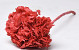 Hydrangea preserved Coral Red D16cm