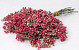 Pepperberries Roze 25-35cm