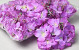 Hydrangea Head D14cm Lilac