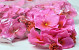 Tête d'Hortensia Rose Fuchsia D14cm 