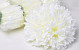Chrysanthemum D19cm White