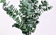 Eucalypt Pulverulenta green 60cm