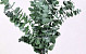 Eucalyptus Pulverulenta groen 60cm