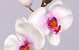 Orchidee Papillon 33cm Blanc-Rose