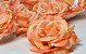 Rose D11cm Orange