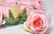 Rose D9cm Pink