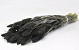 Setaria Black 65cm