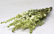 Bouquet Delphinium Blanc-Vert 65cm
