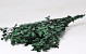 Eucalyptus Gunnii Grün Mix 65cm