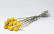 Craspedia Yellow 15pcs 40cm