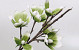 Magnolia en mousse Blanc/Vert, D 18cm
