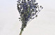 Chardon Eryngium 60cm