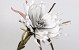 Blume Schaumstoff 80cm Weiss/Grau