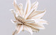 Fleur en mousse 80cm blanc/marron