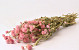 Gomphrena Pastel Pink 50cm