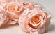Rose Satin Peach D11cm
