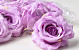 Rose Lilas Pastel D10cm