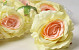 Rose Jaune Pastel/Saumon D10cm 