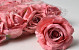 Rose D10cm Old Pink