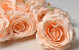 Rose Peach D12cm 