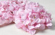 Hydrangea Head D16cm Pastel Pink