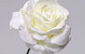 Foam Rose XL White, D 13cm