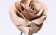 Foam Rose XL Mocca, D 13cm