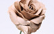 Rose en Mousse XL Mocca, D 13cm