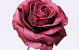 Rose en Mousse XL bordeaux