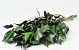 Feuille de Hedera Vert 60-70cm