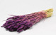 Bouquet Triticum Violet 70cm (blé)