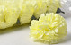 Artificial Carnation Yellow/Cream D9cm