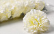 Carnation D9cm White/Yellow