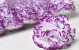 Carnation D9cm White/Purple