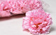 Carnation D9cm Pink