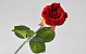 Artificial Rose Velvet Red D6cm L42cm